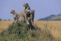 Adult Female Cheetah (Acinonyx jubatas) sits with cub looking out on savanna von Danita Delimont