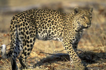 Adult Female Leopard (Panthera pardus) walking through dry mopane forest near Khwai River by Danita Delimont