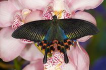 Washington Tropical Butterfly Photograph of Swallowtail Butterfly Papilio Hoppo from Tiawan by Danita Delimont