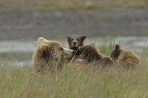 Mom grizzly bear feeds her three cubs von Danita Delimont
