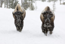 American Bison (Bison bison) by Danita Delimont