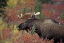 Denali National Park Bull moose in fall colors by Danita Delimont