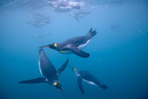 Underwater view of King Penguins (Aptenodytes patagonicus) swimming in Right Whale Bay by Danita Delimont