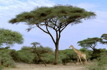 Southern Giraffe (Giraffa camelopardus) and acacia tree von Danita Delimont