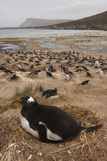 These penguins are resident and breed in the Falklands by Danita Delimont