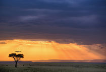 Kenya von Danita Delimont