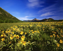 Arrowleaf balsomroot covers the praire with Galwey Mountain in background at Waterton Lakes National Park in Alberta Canada by Danita Delimont