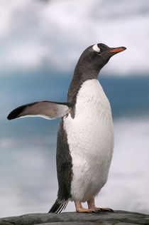 Antarctica Pennisula von Danita Delimont