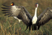 Wattled Crane (Bugeranus carunculatis) grooming in marsh near Xakanaxa at dawn by Danita Delimont