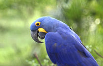 The endangered Hyacinth Macaw at home in the Pantanal by Danita Delimont