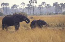 African Elephant von Danita Delimont