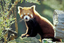 Red Panda (Ailurus fulgens) von Danita Delimont