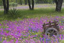 Blue Bonnets with Oak trees srpingtime near Devine Texas von Danita Delimont