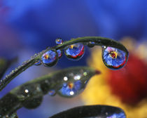 Close-up of ladybird beetle on blue poppy reflecting in dewdrops von Danita Delimont