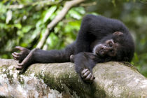 Young Chimpanzee (Pan troglodytes) resting on log in rainforest clearing von Danita Delimont