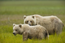 Mom and yearling cub graze in a meadow von Danita Delimont