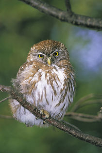 Juvenile Autral Pygmy Owl (Glaucidium nanum) von Danita Delimont