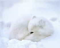 Artic fox with open black eye rests in a snowdrift von Danita Delimont