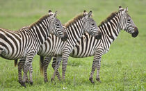 Zebras at Ngorongoro Crater in the Ngorongoro Conservation Area von Danita Delimont