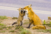Red fox mother with playful kit by Danita Delimont
