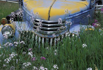 Old truck with money plant in Palouse area by Danita Delimont