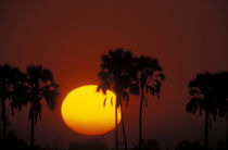 Zibalianja; Telephoto view of orange and yellow sun setting between two palm trees by Danita Delimont