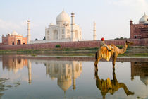 World famous Taj Mahal temple burial site at sunset with young boy on camel from Yamuna River with reflection in town of Agra India (MR) by Danita Delimont
