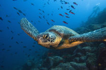 These turtles are commonly seen around the islands by Danita Delimont