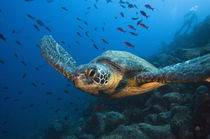 These turtles are commonly seen around the islands von Danita Delimont