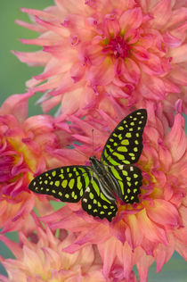 Graphium agamemnon the Tailed Jay Butterfly by Danita Delimont