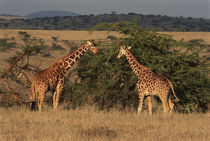 Two reticulated giraffes (Giraffa camelopardalis) by Danita Delimont