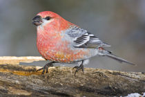 Close-up of male pine grosbeak bird on log by Danita Delimont