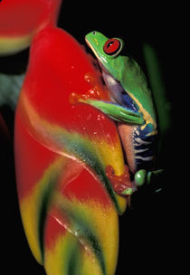 Red Eyed Tree Frog by Danita Delimont