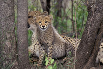 Cheetah cubs von Danita Delimont