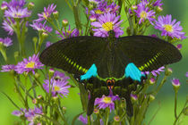 Washington Tropical Butterfly Photograph of Swallowtail Papilio paris the Peacock Swallowtail butterfly von Danita Delimont