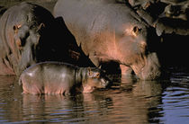 Common hippopotamuses (Hippopotamuses amphibius) von Danita Delimont