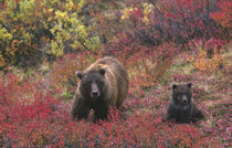 Grizzly bear (Ursus arctos) and cub in the fall by Danita Delimont