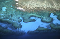 Coral Reefs - aerial by Danita Delimont