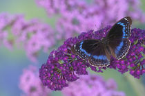 Hypolimnas alimena the Blue-banded Eggfly Butterfly from PNG by Danita Delimont