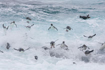 A flock of Rockhopper penguins launch out of the surf together as they arrive at their colony on New Island in the Falkland Islands von Danita Delimont