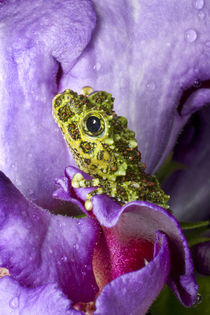 Close-up of mossy tree frog on flower by Danita Delimont