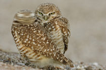 One of pair of burrowing owls turns head outside their burrow nest by Danita Delimont