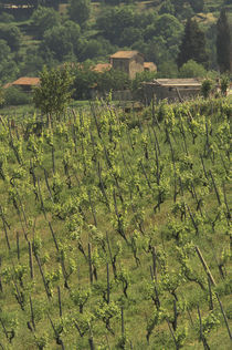 Grape vineyard; Tuscan villa; Greve in Chianti by Danita Delimont