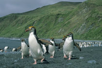 Sub-Antarctic Australia by Danita Delimont