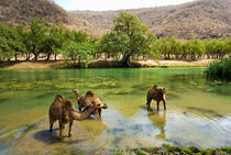 Dromedaries pasturing in the river by Danita Delimont