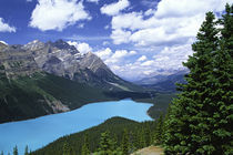 Peyto Lake von Danita Delimont