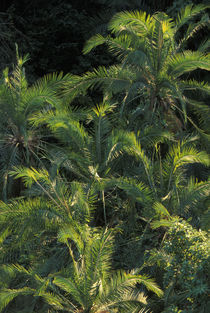 Overhead view of palm trees along Zambezi River near Victoria Falls by Danita Delimont