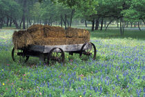 Old wagon in field of wildflowers by Danita Delimont