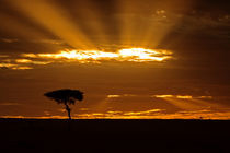 A mouth openning sunrise in the Maasai Mara Kenya von Danita Delimont