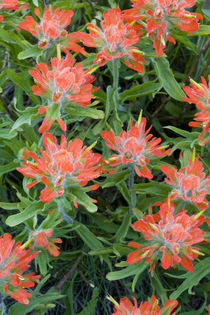 Indian paintbrush wildflowers in the Many Glacier Valley of Glacier National Park in Montana by Danita Delimont